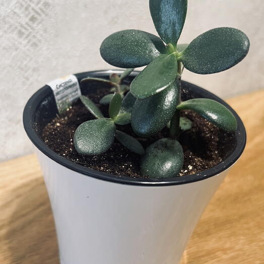 Крассула (лат. Crassula). Больше известное как денежное дерево