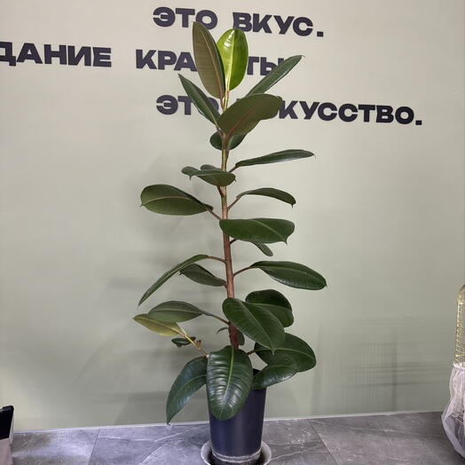Цветок ФИКУС МОЛОДОЙ