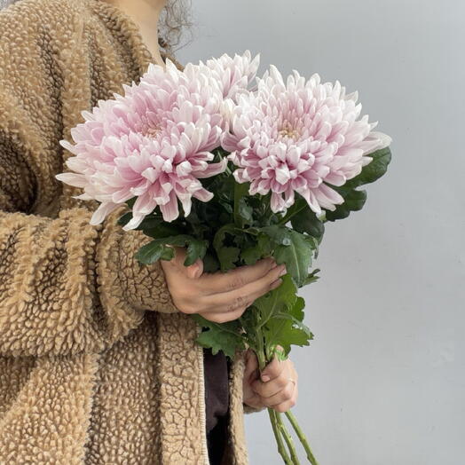 Моно букет из 3х хризантем под лентой 💜