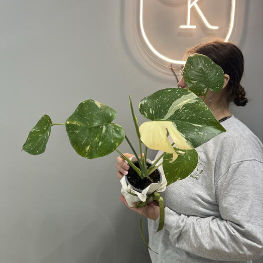Монстера Тайское созвездие 🌿