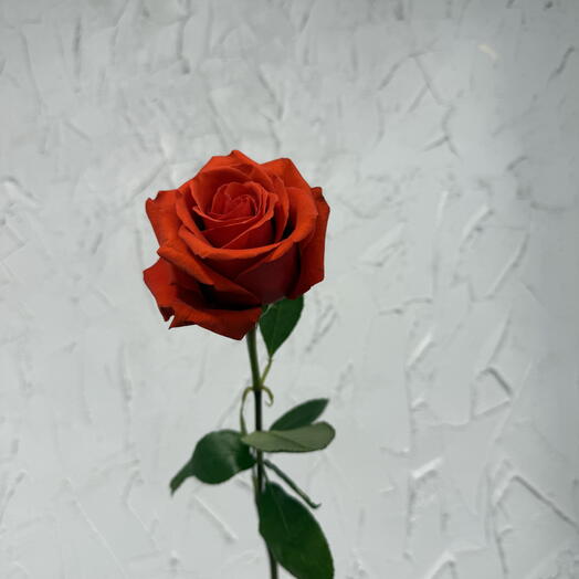 Роза однг NINA Tessa Roses 50см