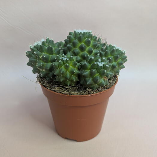 Кактус в горшке 🌵 Неприхотливый комнатный суккулент (6)