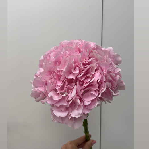 Pink Holland Hydrangea