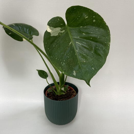 Монстера Вариегатная /Monstera deliciosa Variegata