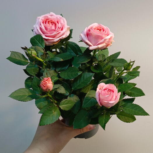 Розовая роза в горшке