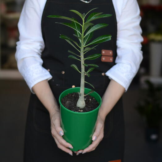 Адениум (Adenium), «роза пустыни»