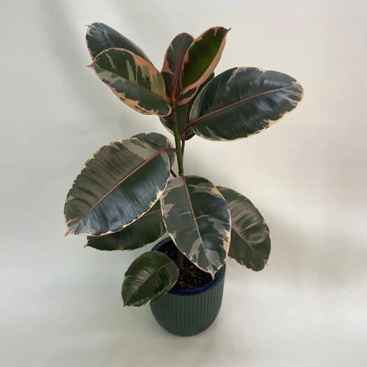 Фикус эластина Белиз / Ficus elastica Belize