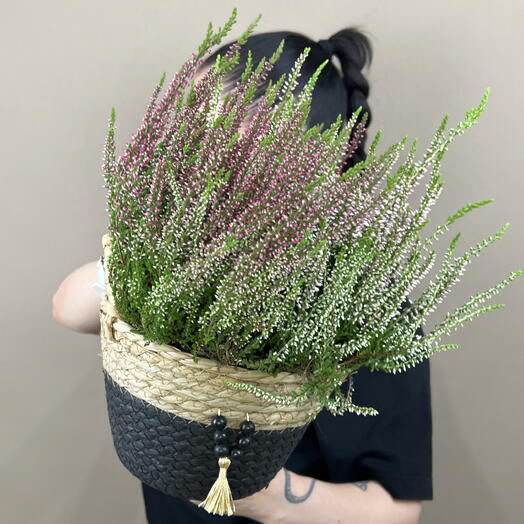 Комнатное растение Каллуна вереск в плетеной корзиночке 🍀🌸🍀