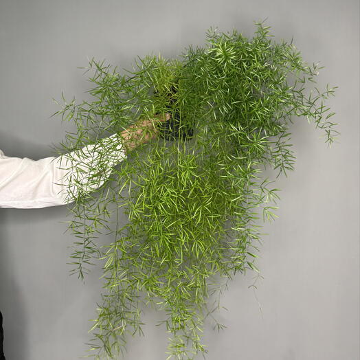  Success Flowers