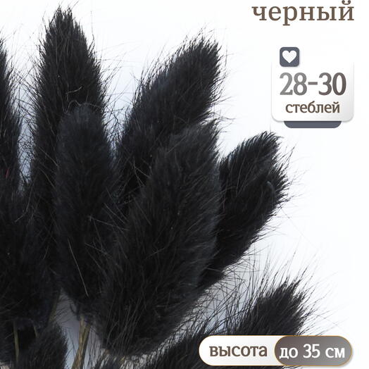 Лагурус чёрный 30 шт. Высший сорт. Высота 25-35 см М489