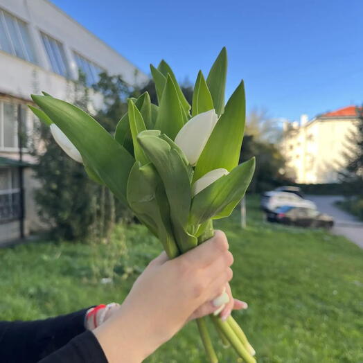 Букет из 5 белых тюльпанов