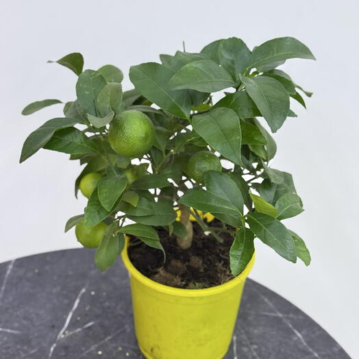 Edelda Flowers