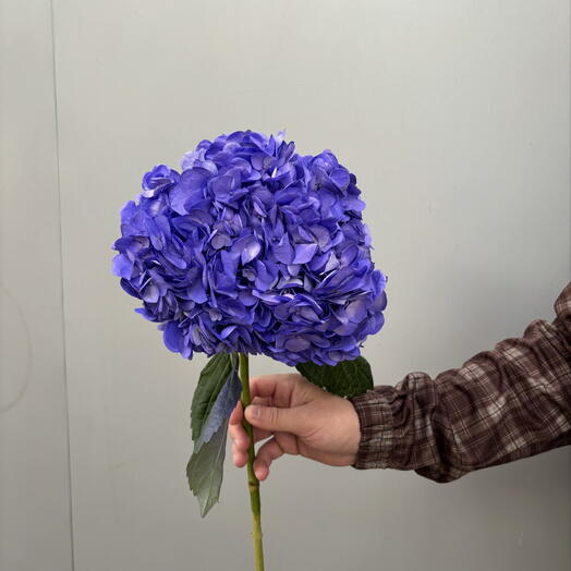 Гортензия фиолетовая 💜💙