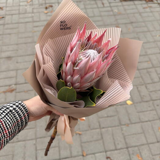 Африканская протея в стильной упаковке от XOFLOWERS