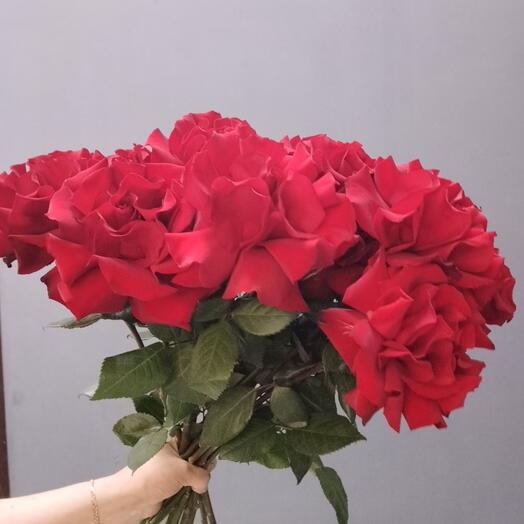 Роза французская 🌹🌹🌹