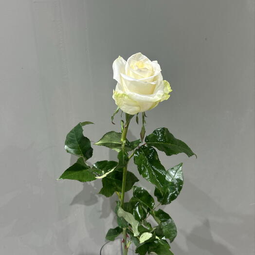 Роза Канделайт