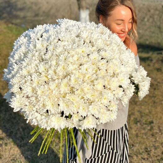 101 bush chrysanthemum
