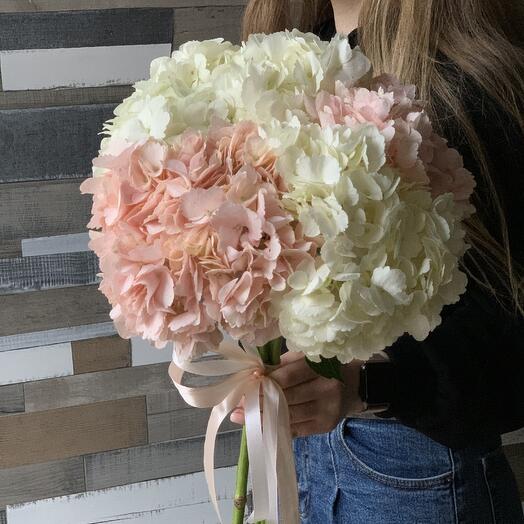 Gentle Hydrangea