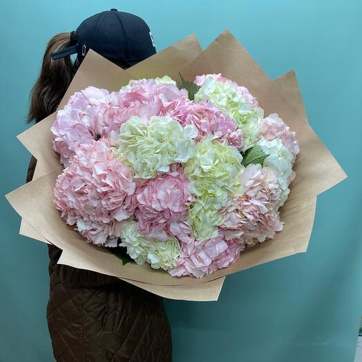Hydrangea