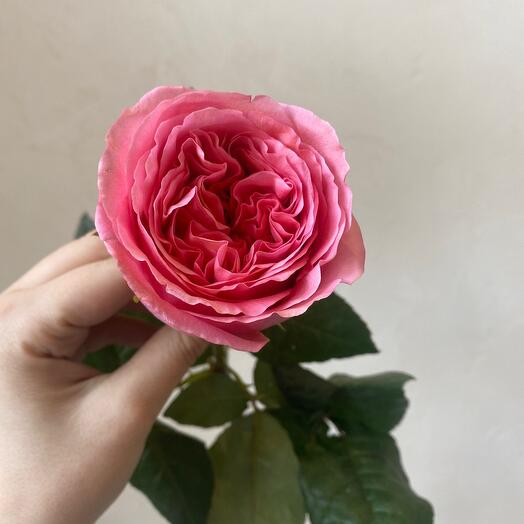 Peony - shaped rose