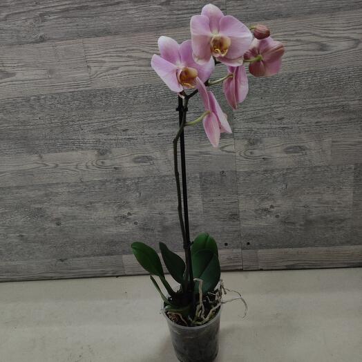 Орхидея для мамы