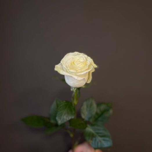 Rosa blanca Ecuador 60 cm
