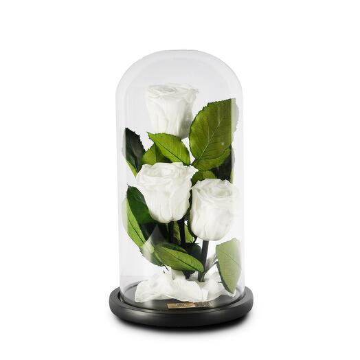White Preserved Roses in a Glass Dome Trio