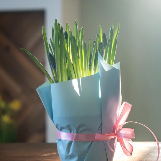 Мускари в подарочной упаковке