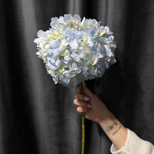 Hortensia