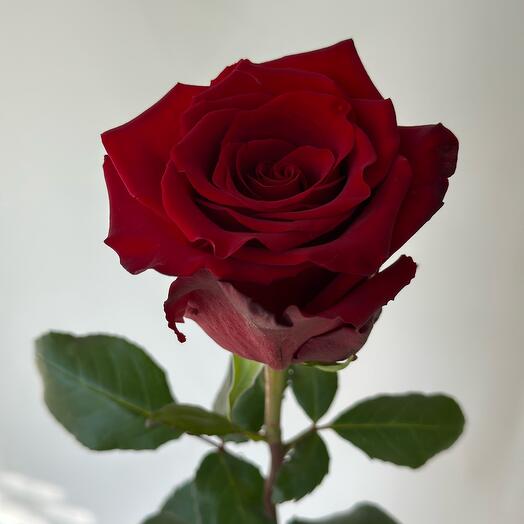 Rosa roja explorador ecuatoriano