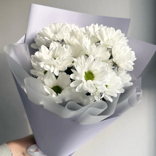 Chrysanthemums - daisies