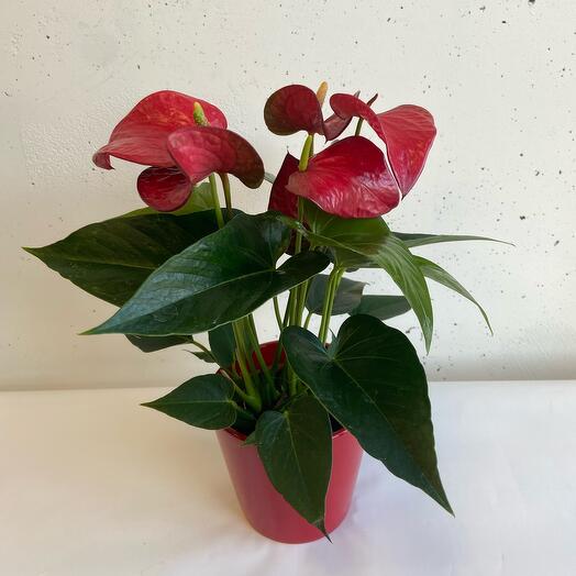 Антуриум в кашпо
