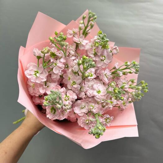 Маттиола Pink