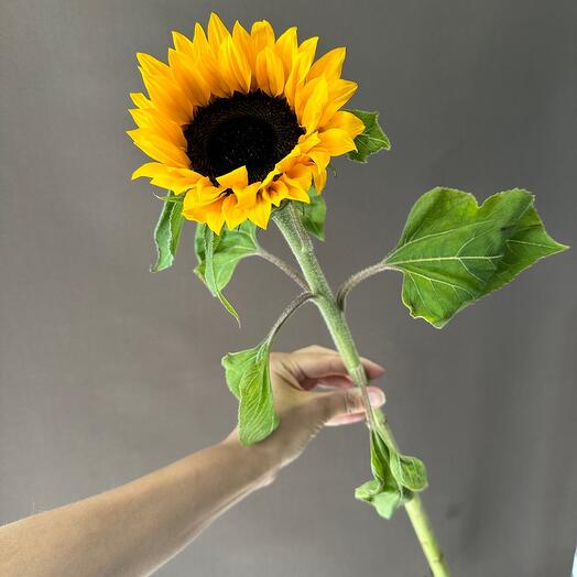 Girasol