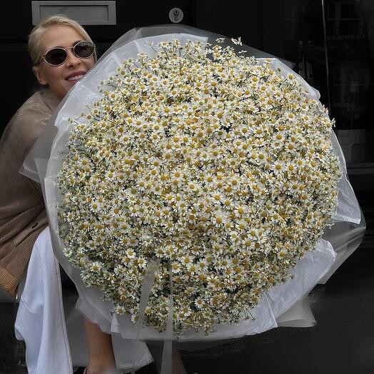 Ромашки