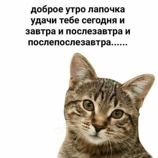Без фото