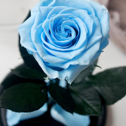 Rosa estabilizada en matraz Therosedome Premium VIP 7-8 cm, azul