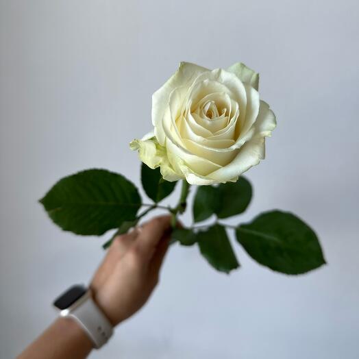 Роза белая 50 см