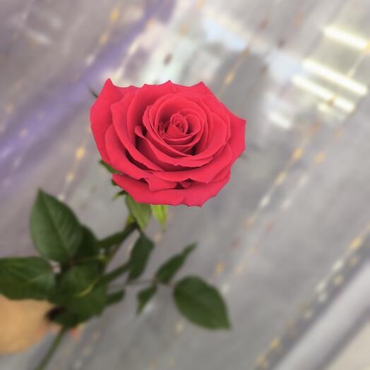 Rosa Gotcha