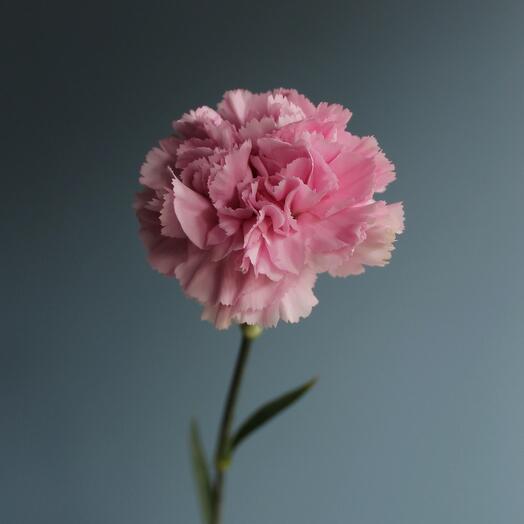 Dianthus (clavel