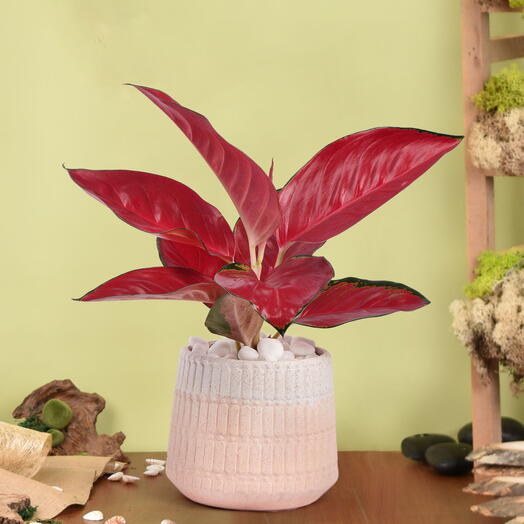 Aglonema Maria in Pink Planter