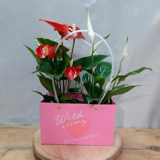 Композиция в подарочной сумочке из горшечных растений:Антуриума и Спатифиллума