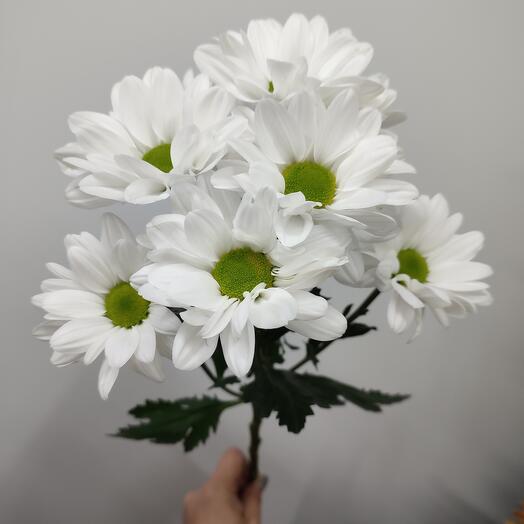 Кустовая хризантема Бакарди