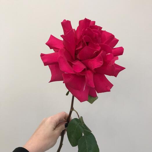 Ажурная роза яркая розовая
