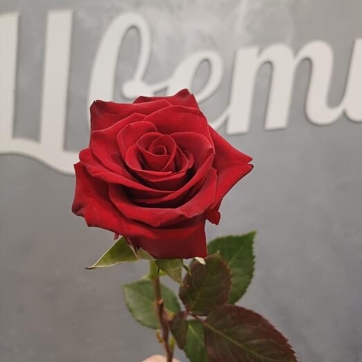 Роза Эквадор  50 см