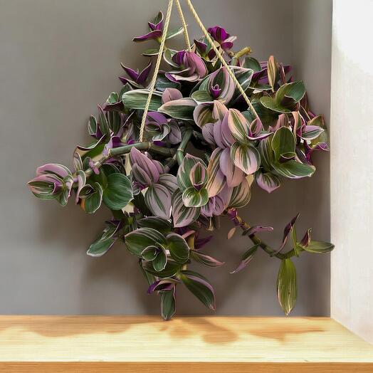 Tradescantia: Una Cascada de Color y Elegancia