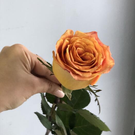 The Orange Rose