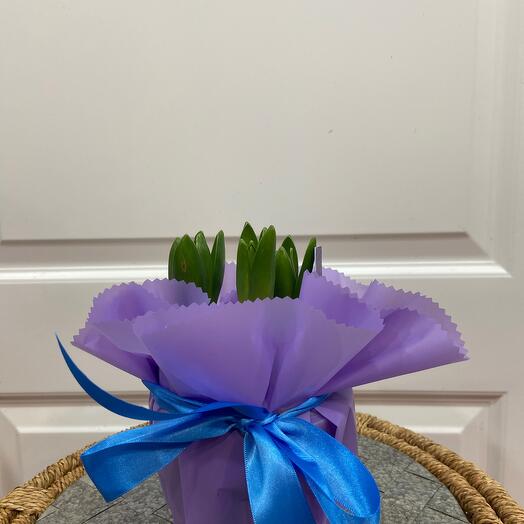 Гиацинт горшечный 3 луковицы