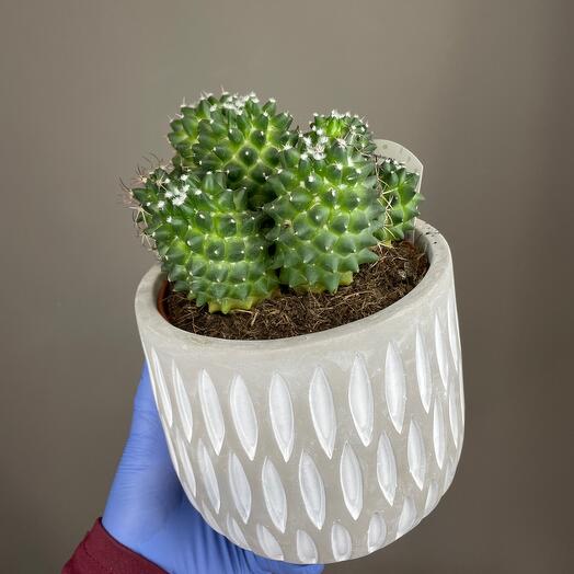 🌵 🌵 кактус