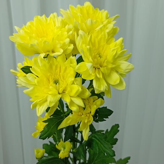 Хризантема кустовая Baltica Yellow
